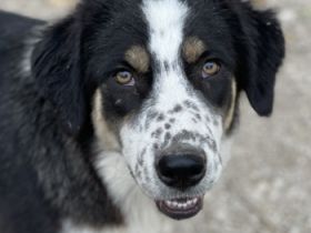 Xando, geb. ca. 03/2023, lebt in GRIECHENLAND, im städt. Tierheim Serres