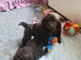 2 traumschöne braune Zwergpudel/Kleinpudel