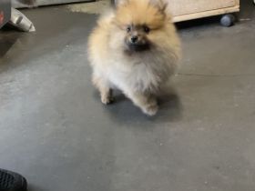 Pomerian mini Spitz