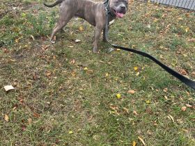 Rüde ACE 2 Jahre alt (unkastriert)