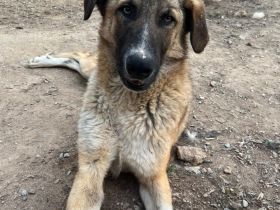 Phoenix - wunderschöner Rüde sucht seine Menschen