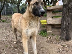 Phoenix - wunderschöner Rüde sucht verständnisvolle Menschen