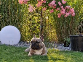 Französische Bulldogge