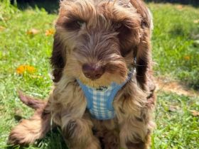 Cockerdoodle in Sonderfarben