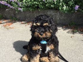 Maltipoo & Cockerdoodle Nachwuchs