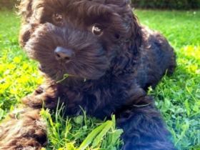 English Cockerdoodle Planung