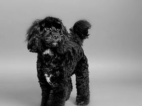 Maltipoo & Cockerdoodle Nachwuchs