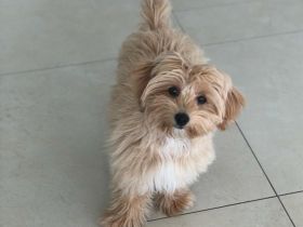 Maltipoo & Cockerdoodle Nachwuchs