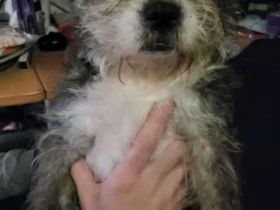 Betreff: Suche liebevolles Zuhause für meine Hündin Helge