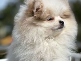Zwergspitz Pomeranian Welpen