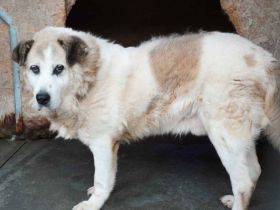 Erfahrenes, ländliches Zuhause gesucht für unseren Efran...