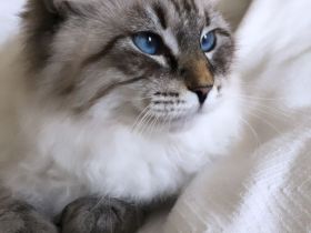 Deckkater Neva Masquarade