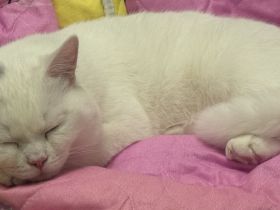 Simon sucht ein neues Zuhause