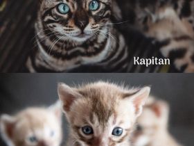 Bengalen Pride of Panthera