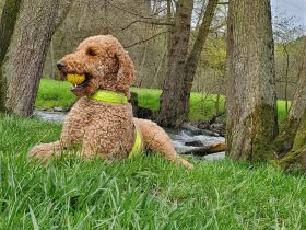 Wunderbarer Großpudel Rüde 5 Jahre
