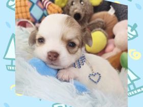 2 kleine Chihuahuas haben ihre Köfferchen gepackt