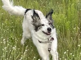 Herdenschutzhund spencer