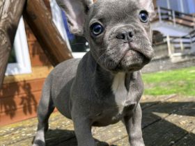 Französische Bulldogge