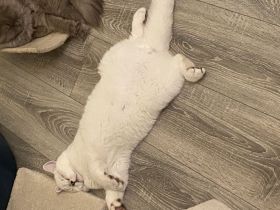 Deckkater bkh Blue point