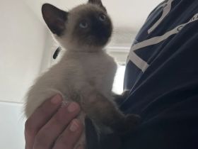 3 Reinrassige Siamkitten suchen eine Familie