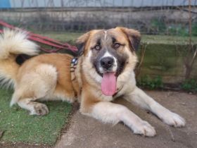 Wim möchte eine treuer Familienbegleiter werden