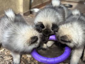 Wolfsspitz Welpen abzugeben