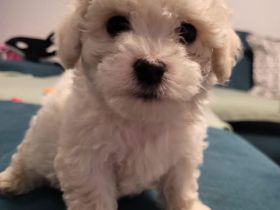 Bichon Frise welpen