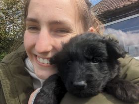 Altdeutsche Schäferhund Welpen