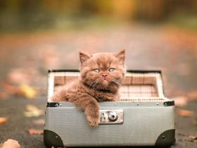 Picturestone´s Cattery