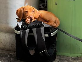 Welpen von Magyarvizsla