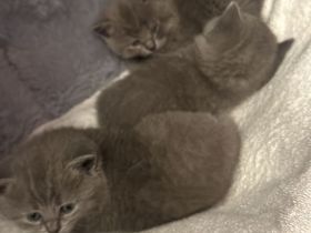3 süße Katzen