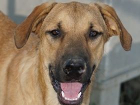 Hermann, geb. ca. 12/2023, lebt in Griechenland, auf einer privaten Pflegestelle