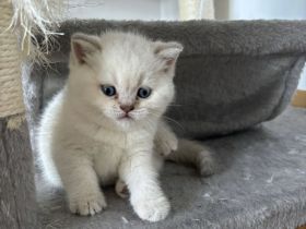 Britischkurzhaar Baby‘s