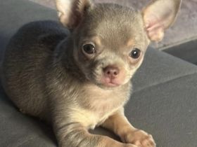 Chihuahua Mini  Rüde