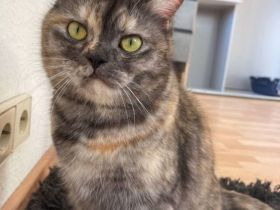 Liebevolle Hauskatze sucht Zuhause