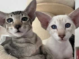 Superliebe und zutrauliche Orientalisch Kurzhaar kitten.