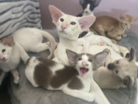 Moderne, Typvolle Siamkatzen Kitten und OKH