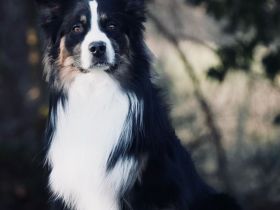 Australian Shepherd, erfahrener Deckrüde Black tri