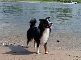 Australian Shepherd, erfahrener Deckrüde Black tri