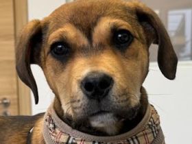 Misha, geb. ca. 12/2023, lebt in GRIECHENLAND, auf einer privaten Pflegestelle