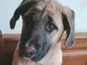 Uko, geb. 11/2023, GRIECHENLAND, auf einem Gelände, auf dem die Hunde notdürftig versorgt werden