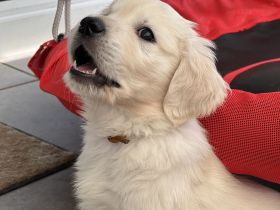 Golden Retriever Welpen