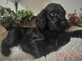 wir möchten ausziehen - Irish Doodle Welpen