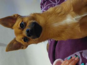 Rüde wunderschön sucht Neue haus