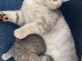 Reinrassige BKH Kater und Katze