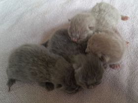 Bkh babys fawn und blau mit Stammbaum ab Juli 24 un gute hände