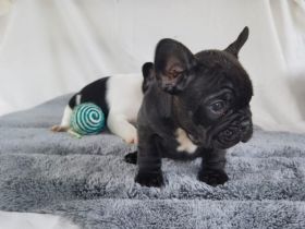 Französische Bulldoggen Babys dürfen demnächst ausziehen