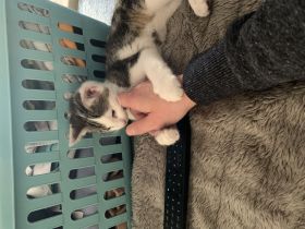 Süßes Kitten/Babykatze