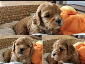 Cavapoo's die ganz besondere Hybridhunderasse!