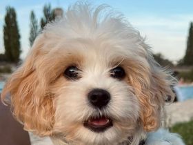 Cavapoo's die ganz besondere Hybridhunderasse!